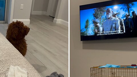 Bruno's Tv Time: A Pawsitively Adorable Watch Party
