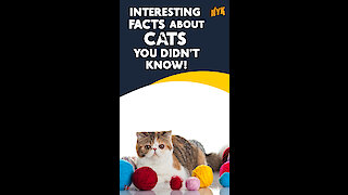 Interesting Facts about Cats you didn't know