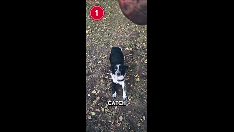 Doggy Football Catch!