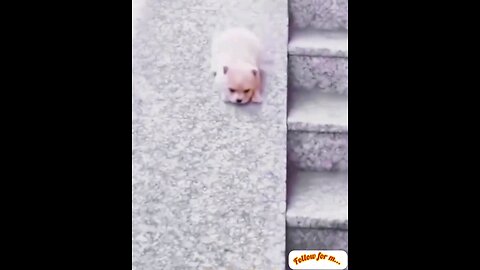 How the little dog slipped and went down🐕 trending video