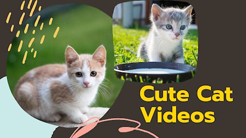 Baby cats - Funny and cute cat videos compilation for kids