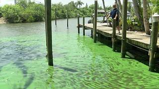 South Florida scientist: Possible link between toxin in blue-green algae and neurological diseases