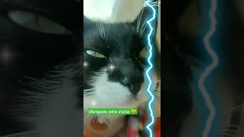 Gato Bartolomeu Tunico 😸