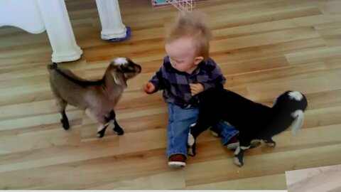 Baby And Baby Goats viral funny video