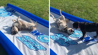 Husky Knows How To Use The Water Slide