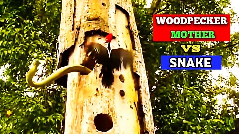 Woodpecker Mother Vs Snake On The Tree |