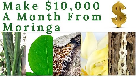 Make $10,000 a Month From Moringa: LIVE Q&A pt.1