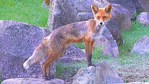 Red Fox is Loose in My Favorite Bird Garden