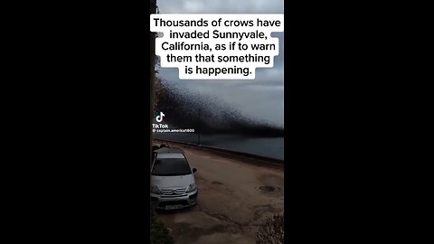 Crow infestation in California we are living in biblical times