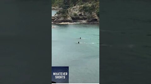 Two orcas give young swimmers the fright of their lives #shorts #swimming #orca #sea