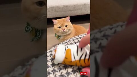 Cute cat reaction #cute #tiktok #funnyanimals #funnyvideos #cat