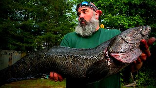 True facts about the Northern Snakehead Fish