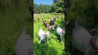 GOAT Stampede!