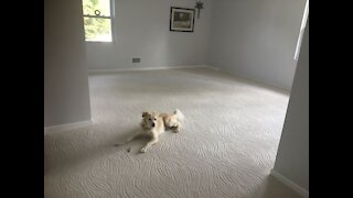 Custom Installation of a print carpet in the master bedroom and hall and steps