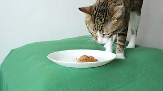 Little Cat Is Hungry