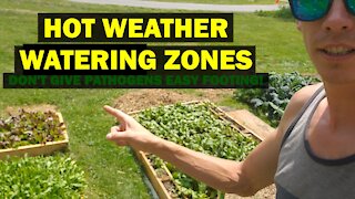 Create Summer Watering Zones to Ward Off Pathogens in the Garden