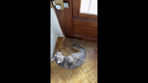 Funny Cat Viral