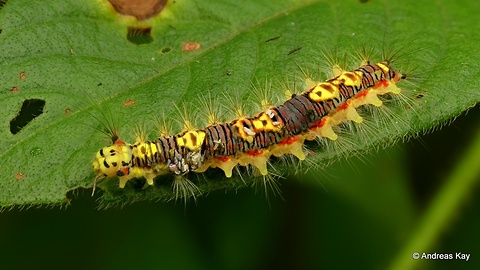 Colorful caterpillar has fake eyes to deter predators