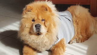CHOW CHOW DOG BREED - THE FUDGE...