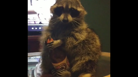 Smart raccoon knows which direction to twist bottle cap