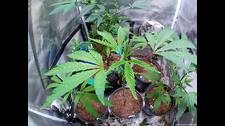 New Marijuana Grow Tents - The Breeding Project Is On The Move Folks