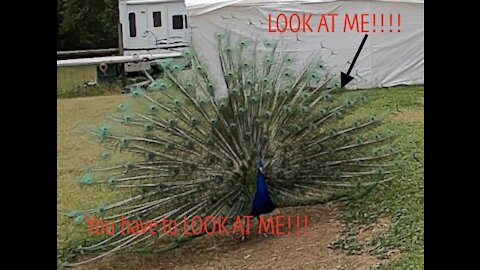 AWESOME Peacock stealing the show!