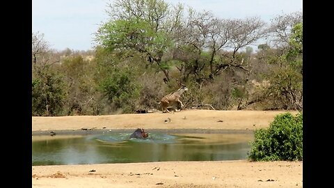 Hippo bull chases antelope away from ‘his’ watering hole