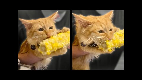 Cat Can't Stop Eating Corn