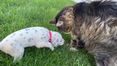 Sweet Dalmatian puppy meets gentle & loving cat