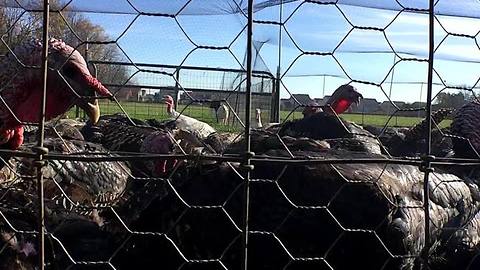 Local farms are selling fresh turkeys for Thanksgiving