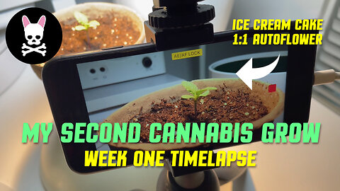 My Second Cannabis Grow - Ice Cream Cake Autoflower - Part 1 - Seed Germination