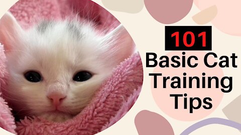 Cats 101 : Basic beat Cat Training Tips