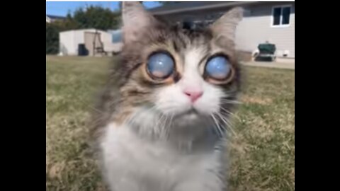 Blind Cat with cute eyes