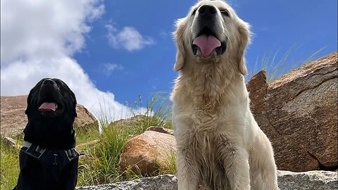 Ghost Meets a Genie 🧞‍♂️ #funnyskits #dogdream #viral #ghost #goldenretriever