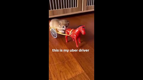 This is my uber driver (cute cat funny moments)😍😂🤣