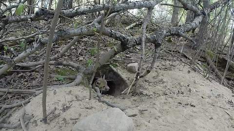 Tiny Fox Is Frightened By The Hidden GoPro