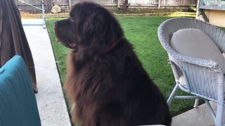 Little girl learns to train her giant Newfoundland dog