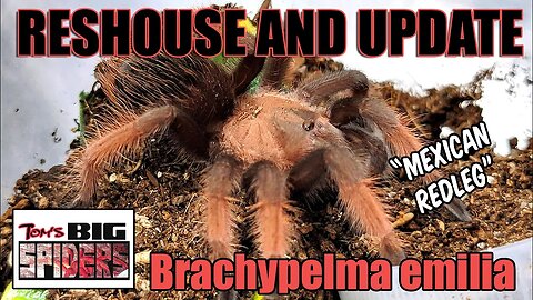 Brachypelma emelia "Mexican Redleg" Rehouse and Update