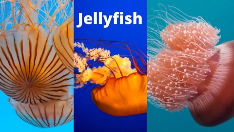 16 Wonderful Water Moment Jellyfish Videos:16 ওয়ান্ডারফুল ওয়াটার মোমেন্ট জেলিফিশ ভিডিও #Jellyfish