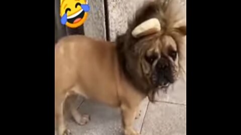 Funny 🐕 Dog video