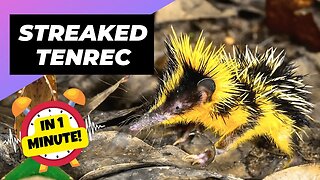 Streaked Tenrec - In 1 Minute! 🦔 One Of The Cutest And Rarest Animals In The Wild | 1MinuteAnimals