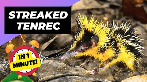 Streaked Tenrec - In 1 Minute! 🦔 One Of The Cutest And Rarest Animals In The Wild | 1MinuteAnimals