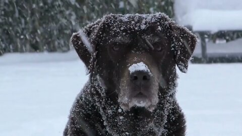 LE CHIEN LE PLUS BEAU,MIGNON ET TRÈS DRÔLE IL A UN VISAGE TRÈS DROLE