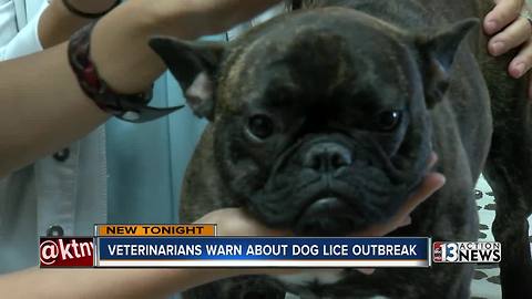 Las Vegas veterinarians warn about dog lice outbreak