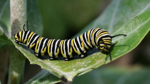 He saw the movement of worms when eating