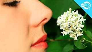 BrainStuff: Why Do You Stop Noticing Smells After A While?