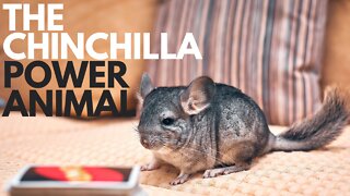 The Chinchilla Power Animal