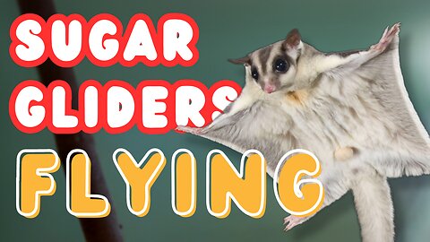 "Gliding into Your Heart: Adorable SUGAR GLIDERS Flying , Funny & Cute Compilation!"
