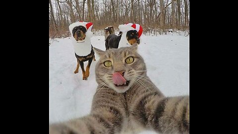 "Animal Antics: Hilarious Moments Caught on Camera"