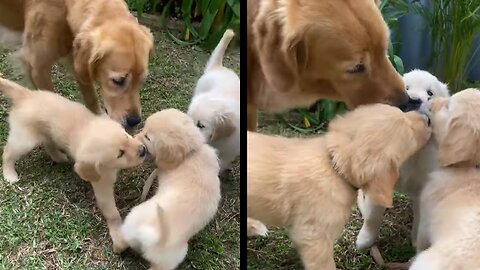 Funny Golden Retriever Puppies Kissing Mama - Cute Puppies